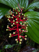 Medinilla cf. ceramensis, bright red branched peduncles of maturing infructescence, Manusela NP, Seram Moluccas