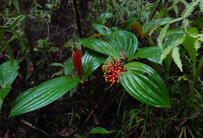 Medinilla cf. ceramensis, leaves and maturing infructescence, Manusela NP, Seram Moluccas