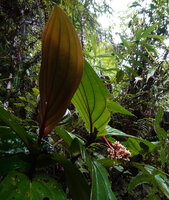 Medinilla cf. tceramensis, leaves and terminal inflorescence with flower buds, Manusela NP, Seram Moluccas