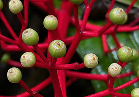 Medinilla cf. ceramensis, maturing berries, Manusela NP, 1000 m asl, Seram, Moluccas