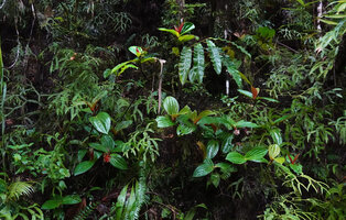 Medinilla cf. ceramensis on vertical earh bank at forest edge, Manusela NP, Seram Moluccas