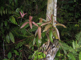 Medinilla radicans, juvenile climbing stage, Genting Highlands, Malaysia