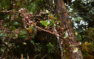 Medinilla clarkei, leaves and inflorescences, Cameron Highlands, Malaysia