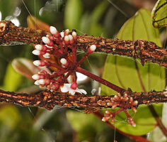 Medinilla  perakensis, cauliflorous inflorescences, G. Brinchang, Cameron Highlands, Malaysia