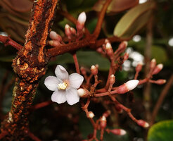 Medinilla  perakensis, flower at anthesis, G. Brinchang, Cameron Highlands, Malaysia