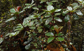 Medinilla  perakensis, leaves verticillate by 3 or 4, G. Brinchang, Cameron Highlands, Malaysia