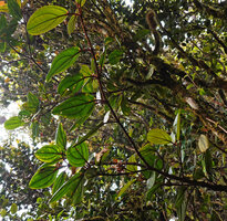 Medinilla  perakensis, leaves with conspicuous venation, G. Brinchang, Cameron Highlands, Malaysia
