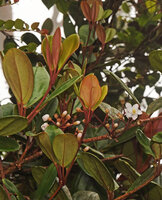 Medinilla clarkei, verticillate leaves and inflorescences, G. Brinchang, Cameron Highlands, Malaysia