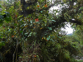 Medinilla compressicaulis, a big hemiepiphytic species in mossy forest, Banaue, 1700 m asl, Luzon, Philippines