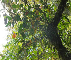 Medinilla compressicaulis, almost triangular leaves and deep orange inflorescences, Banaue, 1700 m asl, Luzon, Philippines