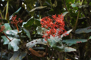 Medinilla compressicaulis, an epiphytic species with bright orange inflorescences very similar to the sympatric Begonia oxysperma, Banaue, 1700 m asl, Luzon, Philippines