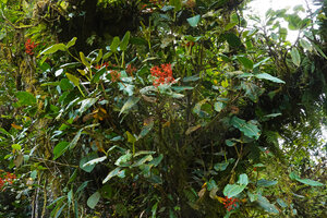 Medinilla compressicaulis as a big hemiepiphyte in mossy forest, Banaue, 1700 m asl, Luzon, Philippines