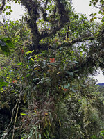 Medinilla compressicaulis epiphytic on mossy tree trunk and branches, sharing the habitat with many Orchids, ferns and others, Banaue, 1700 m asl, Luzon, Philippines