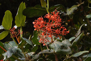 Medinilla compressicaulis, erect inflorescence, Banaue, 1700 m asl, Luzon, Philippines