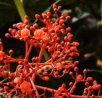 Medinilla compressicaulis, flower buds and  flowers at anthesis, Banaue, 1700 m asl, Luzon, Philippines