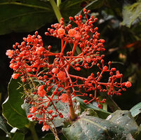 Medinilla compressicaulis, inflorescence axes, ovaries and petals bright orange, Banaue, 1700 m asl, Luzon, Philippines