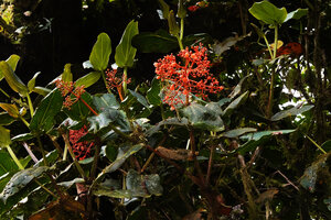 Medinilla compressicaulis, leaves and  bright orange inflorescences, Banaue, 1700 m asl, Luzon, Philippines