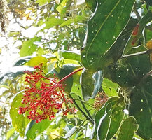 Medinilla compressicaulis, long pedunculate inflorescence peduncle displaying the small bright orange flowers out of the foliage, Banaue, 1700 m asl, Luzon, Philippines