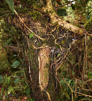 Medinilla cordata, adventitious roots emerging from stam bases and becoming lignotubers, Mt Data, Luzon, Philippines