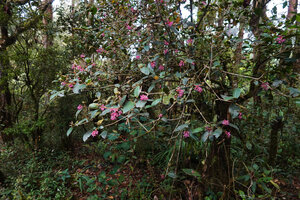 Medinilla cordata, large much branched hemiepiphytic shrub, Mt Data, Luzon, Philippines