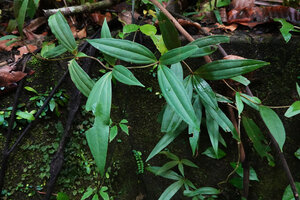 Medinilla crispata creeping on a mossy rock, Soya, 700 m asl, Ambon, Moluccas