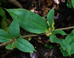 Medinilla crispata, furrowed stem and enlarged winged leaf base similar to the design by Rumphius in 1747, the first described species of the genus, Manusela NP, 700 m asl, Seram, Moluccas