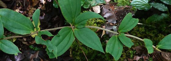 Medinilla crispata, species characteristic furrowed stem and sessile leaves, Manusela NP, 700 m asl, Seram, Moluccas