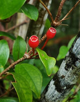 Medinilla erpetina, baccate bright red ripe fruits, Imbu Rano, Kolombangara, Solomon Islands