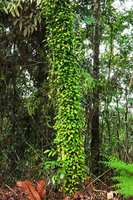 Medinilla erpetina, climbing thanks to adventitious roots, densely branched and totally covering a tree trunk, Imbu Rano, Kolombangara, Solomon Islands