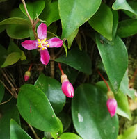 Medinilla erpetina, flowers in bud and at anthesis, Imbu Rano, Kolombangara, Solomon Islands