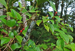 Medinilla erpetina, leafy isophyllous stems and fruits, Imbu Rano, Kolombangara, Solomon Islands