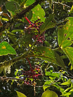 Medinilla eximia, blackish mature berries, 1000 m asl, Manusela NP, Seram, Moluccas