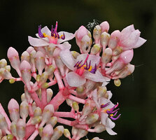 Medinilla eximia, flower buds and flowers at anthesis, 1000 m asl, Manusela NP, Seram, Moluccas