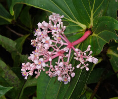Medinilla eximia, inflorescence with flowers at anthesis, 1000 m asl, Manusela NP, Seram, Moluccas