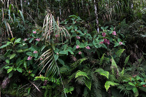 Medinilla eximia on a rock outcrop at forest margin, Manusela NP, Seram Moluccas