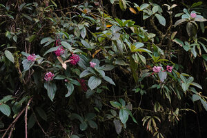 Medinilla eximia, population on rocky outcrop,1000 m asl, Manusela NP, Seram, Moluccas