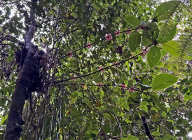 Medinilla forbesii emerging from the base of Ophioglossum pendulum, Kwau, Arfak Mts, 1600 m asl, West Papua