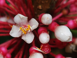 Medinilla forbesii, flower at anthesis, Kwau, Arfak Mts, 1600 m asl, West Papua