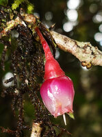 Medinilla fuchsioides, bell shaped hanging flower with overlapping petals similar to a gamopetalous tubular flower of Ericaceae, Horton Plains, Sri Lanka