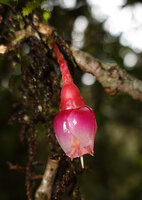 Medinilla fuchsioides, bright pink ericaceous like hanging down flower, Horton Plains, Sri Lanka