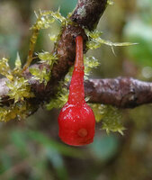 Medinilla fuchsioides, bright red bell shaped hanging down berry on articulated peduncle, Horton Plains, Sri Lanka