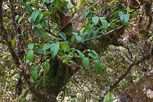 Medinilla fuchsioides epiphytic on a mossy tree trunk, Horton Plains, Sri Lanka