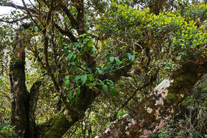 Medinilla fuchsioides, epiphytic on mossy tree trunk at 2200 m asl, Horton Plains, Sri Lanka