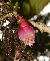 Medinilla fuchsioides, hanging bell shaped flower with exserted stamens, Horton Plains, Sri Lanka