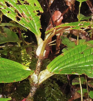 Medinilla interiaciens, characteristic whitish pseudo stipular leaf bases, Tari, 2000 m asl, Hela, Papua New Guinea