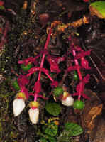 Medinilla interiaciens, red axes and bracts, yellow setose hypanthium turning green while fruit is maturing, Tari, 2000 m asl, Hela, Papua New Guinea