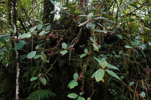 Medinilla macrophylla as a climbing epiphyte in its mossy rainforest habitat, 1000 m asl, Manusela NP, Seram, Moluccas