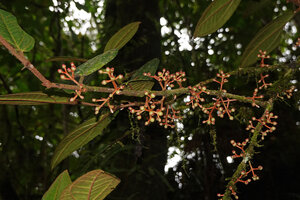 Medinilla macrophylla, branched cauliflorous infructescence with immature berries, 1000 m asl, Manusela NP, Seram, Moluccas