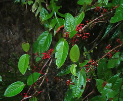 Medinilla macrophylla, branched infructescences with mature red berries, 1000 m asl, Manusela NP, Seram, Moluccas