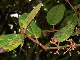 Medinilla macrophylla,  dense furfuraceous indumentum on stem, petioles and main veins, 1000 m asl, Manusela NP, Seram, Moluccas